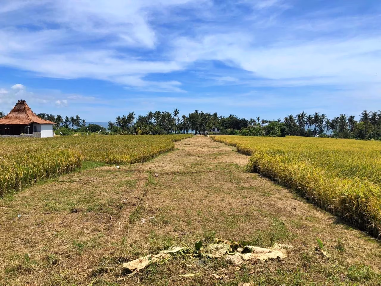 Very Rare Opportunity! 1Ha Absolute Beachfront Land In Cemagi — photo 1